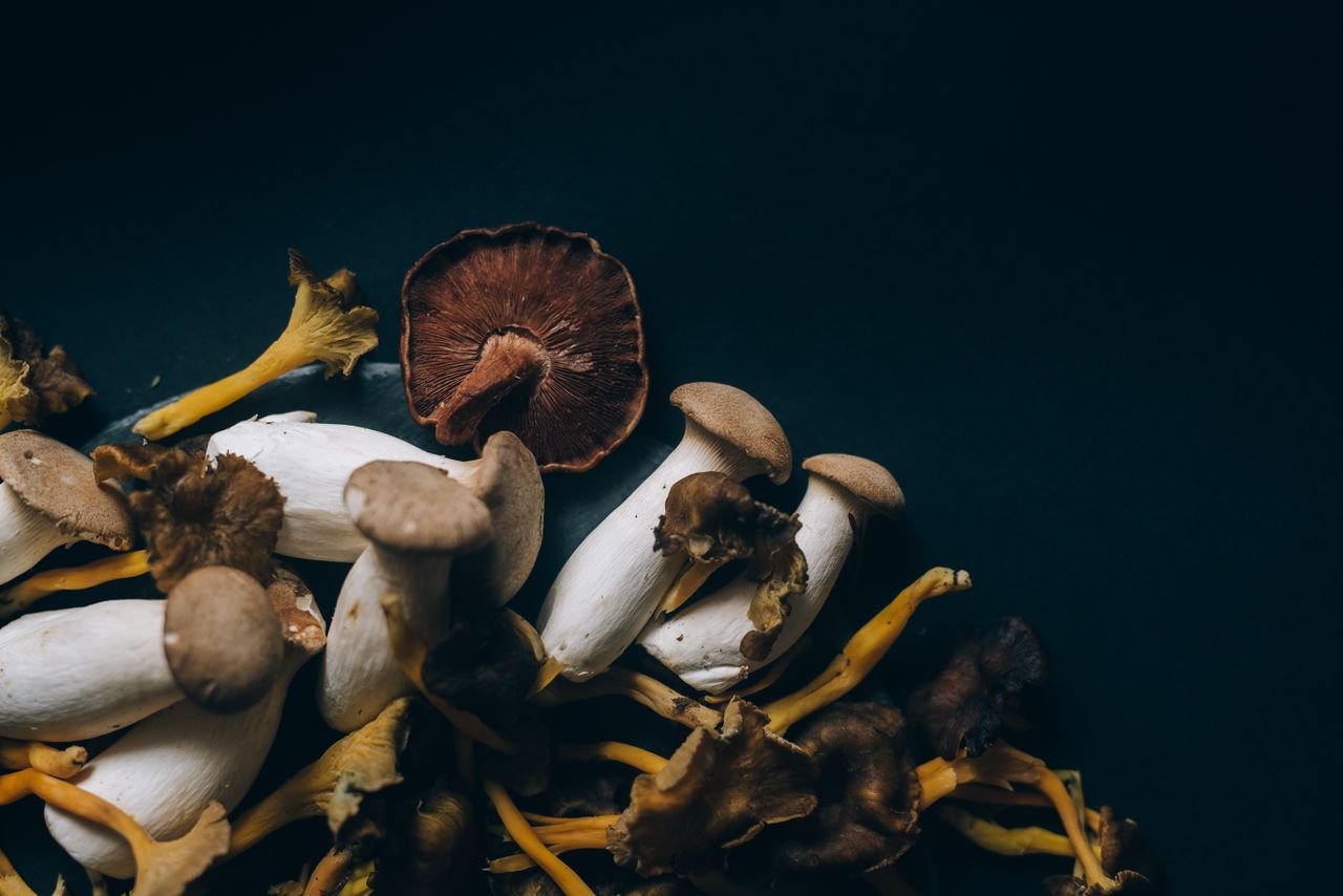 Mastering the First Impression: Your intriguing post title goes here A close-up of assorted wild mushrooms on a dark background, showcasing natural textures and colors.